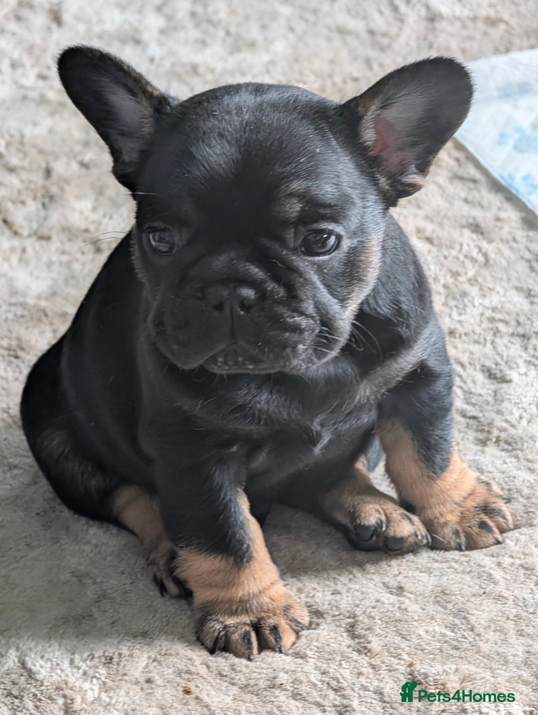 French Bulldog dogs for sale: Stunning Red fawn black & tan KC reg frenchie pups - Image 14