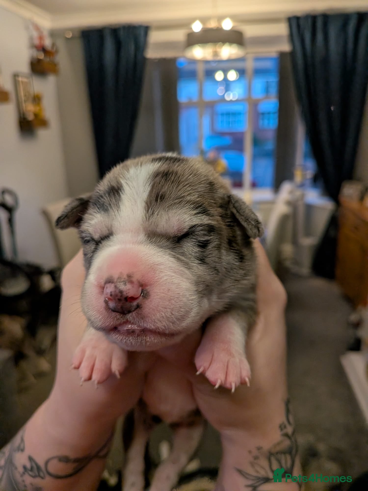 Mixed Breed dogs Borador bully puppies for sale  - Advert 16