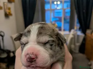 Mixed Breed dogs Borador bully puppies for sale - Advert 20