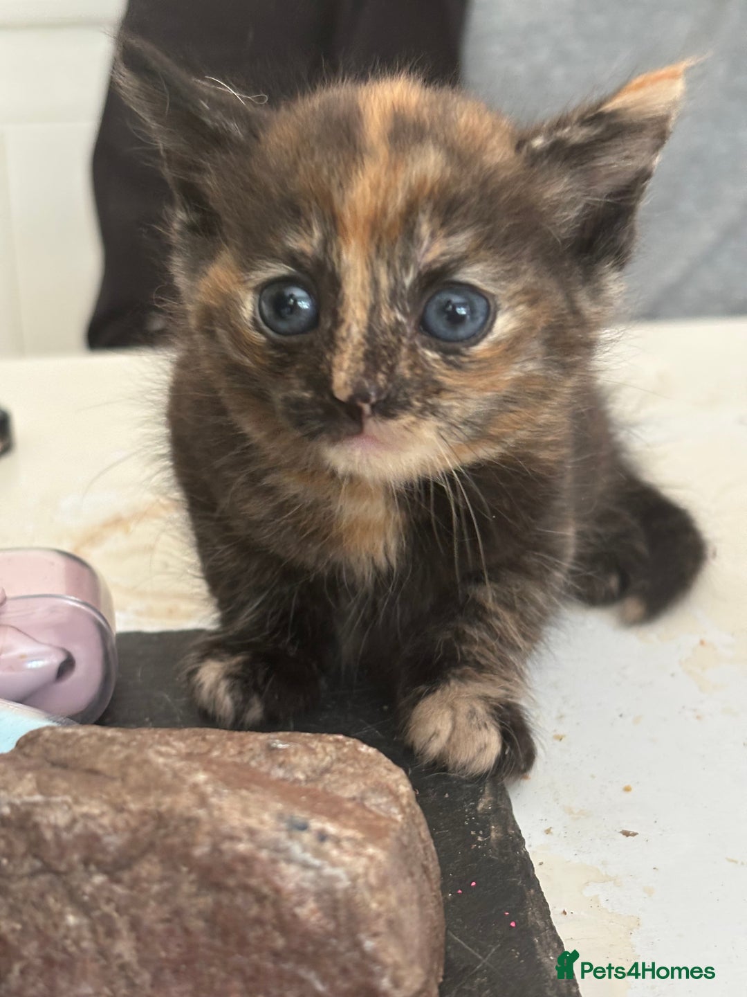 Mixed Breed cats for sale: Kittens for sale - Image 3