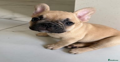 French Bulldog dogs - Advert 1