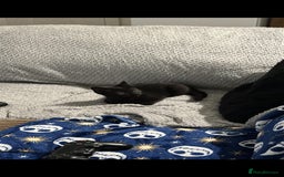 Domestic Shorthair cats for sale: Adorable 7MonthOld Black Kitten Seeks Loving Home! - Image 3
