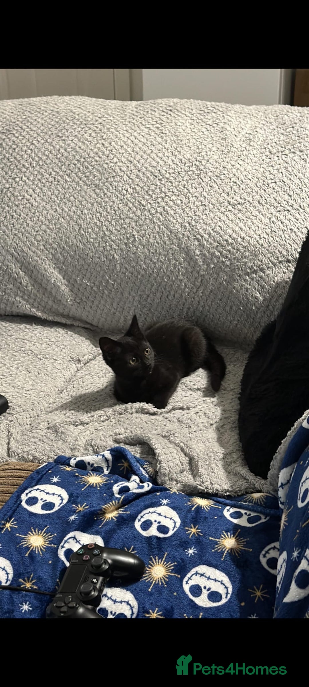 Domestic Shorthair cats for sale: Adorable 7MonthOld Black Kitten Seeks Loving Home! - Image 3