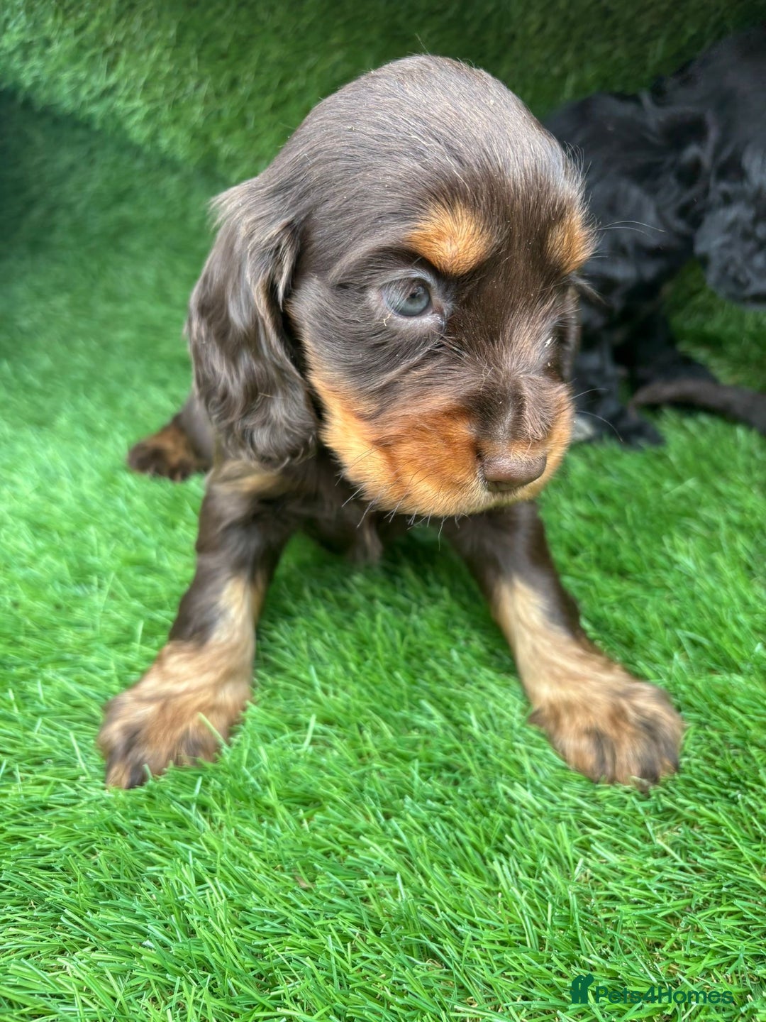 Cocker Spaniel dogs for sale: KC DNA SHOW TYPE COCKER SPANIEL!!  - Image 16