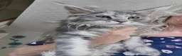 Maine Coon cats for sale: Maine coon kittens available.  - Advert 6