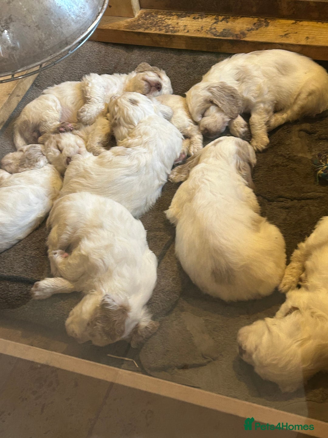 Clumber Spaniel dogs for sale: Clumber spaniel Puppies For Sale COI 6.4% - Advert 2