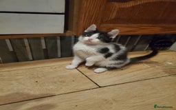 Mixed Breed cats for sale: 5x kittens  - Image 9