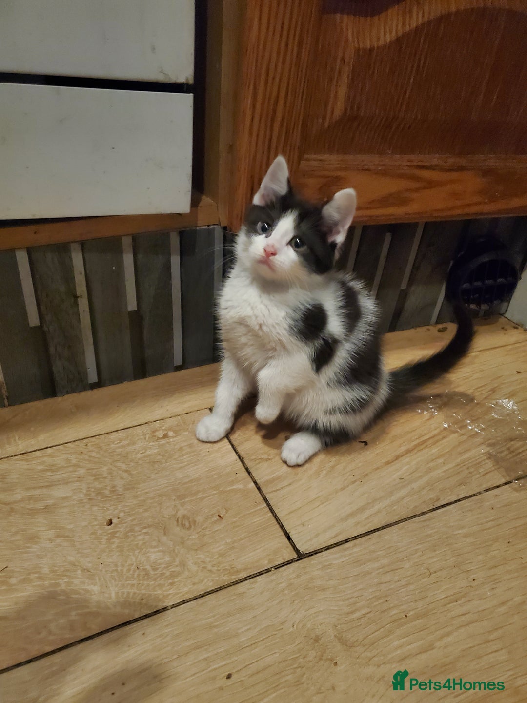 Mixed Breed cats for sale: 5x kittens  - Image 9