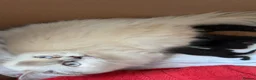 Domestic Shorthair cats for sale: 5 beautiful mixed ragdoll x domestic shorthair mix - Advert 9