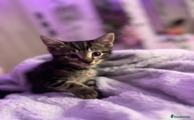 Mixed Breed cats - Advert 13