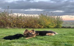 German Shepherd dogs for sale: Beautiful family reared German Shepherd pups - Image 3