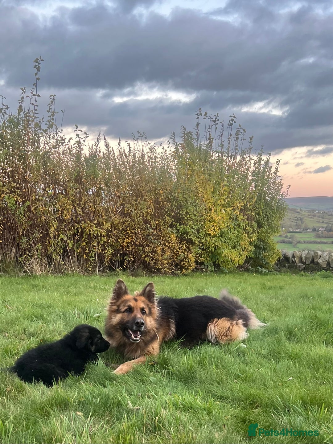 German Shepherd dogs for sale: Beautiful family reared German Shepherd pups - Image 3