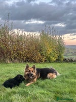 German Shepherd dogs - Advert 1