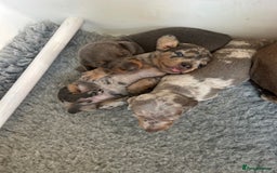 Dachshund dogs for sale: KC miniature dachshunds  in Middlesbrough - Image 1
