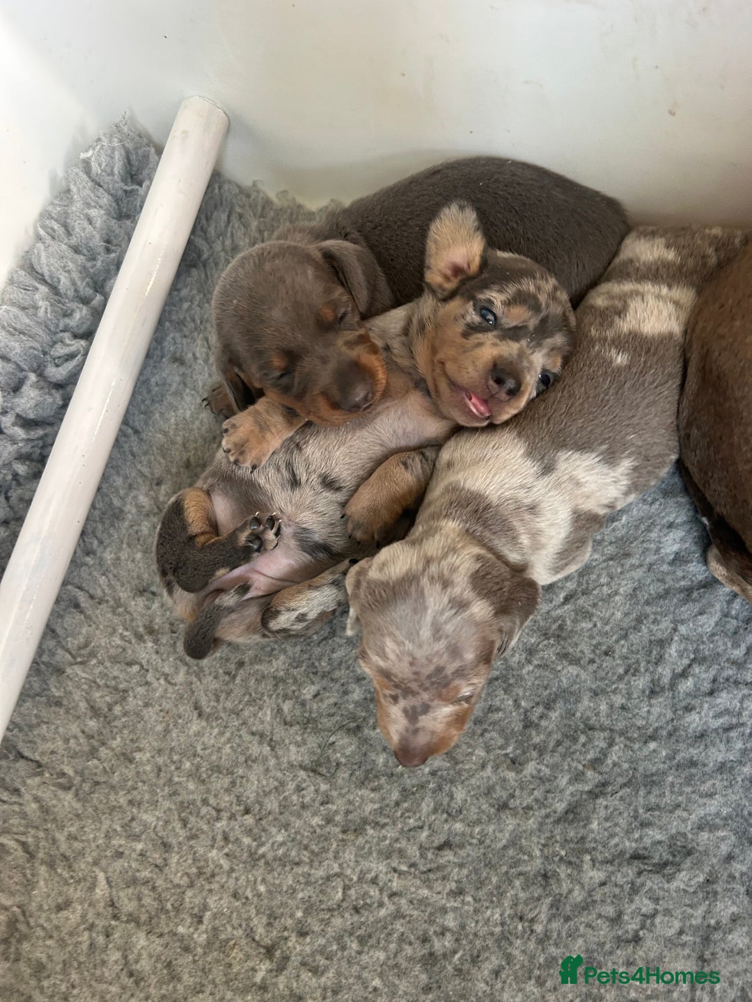 Dachshund dogs for sale: KC miniature dachshunds  in Middlesbrough - Image 1