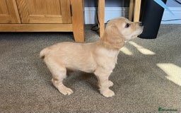 Cocker Spaniel dogs for sale: Working cocker spaniel pups  - Image 12