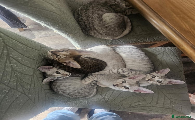 Savannah cats - Advert 1