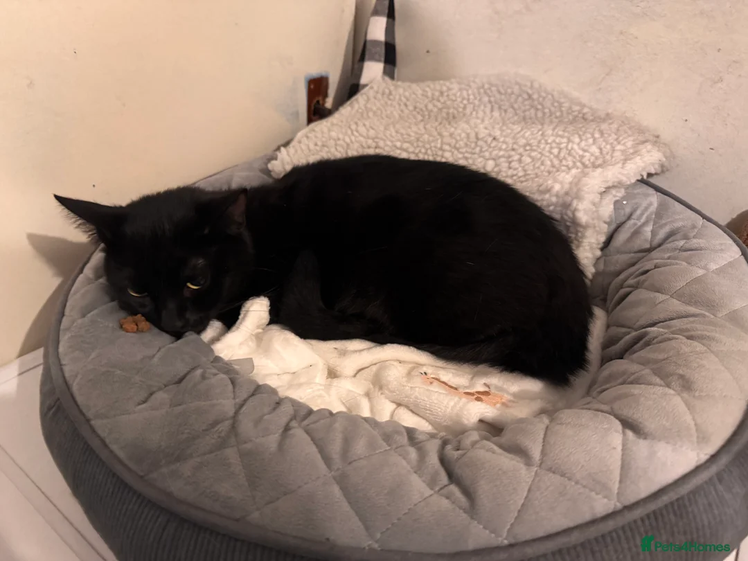 Mixed Breed cats for sale: Beautiful short hair female  - Advert 2