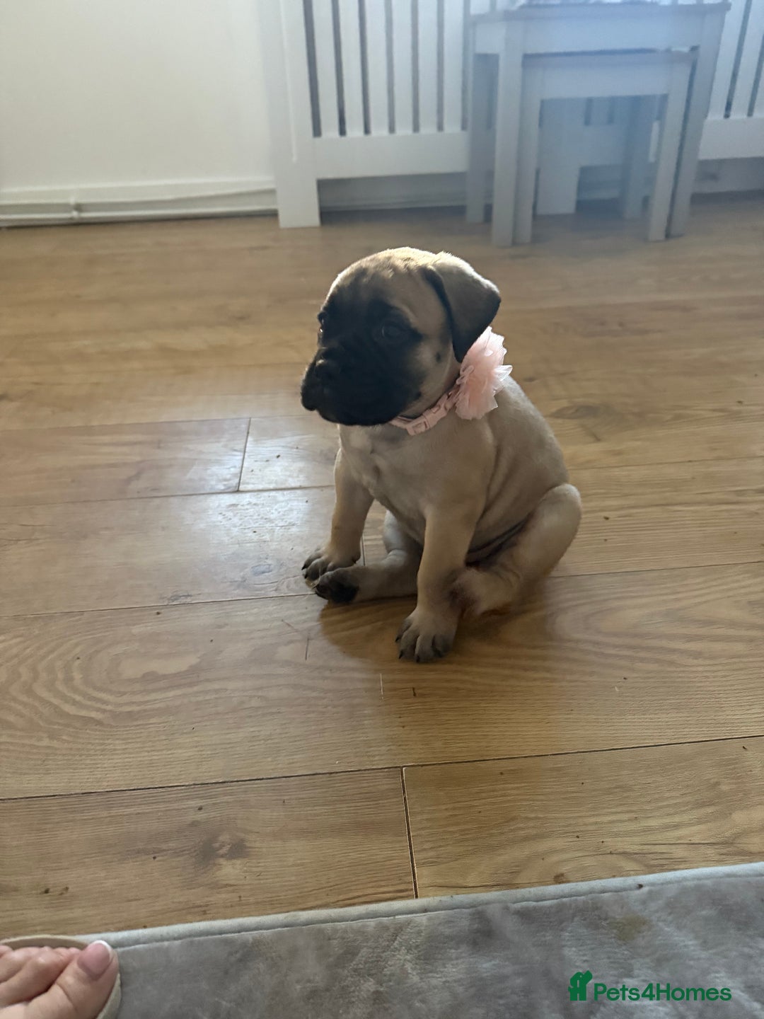 Bullmastiff dogs for sale: Bullmastiff puppies - Image 1