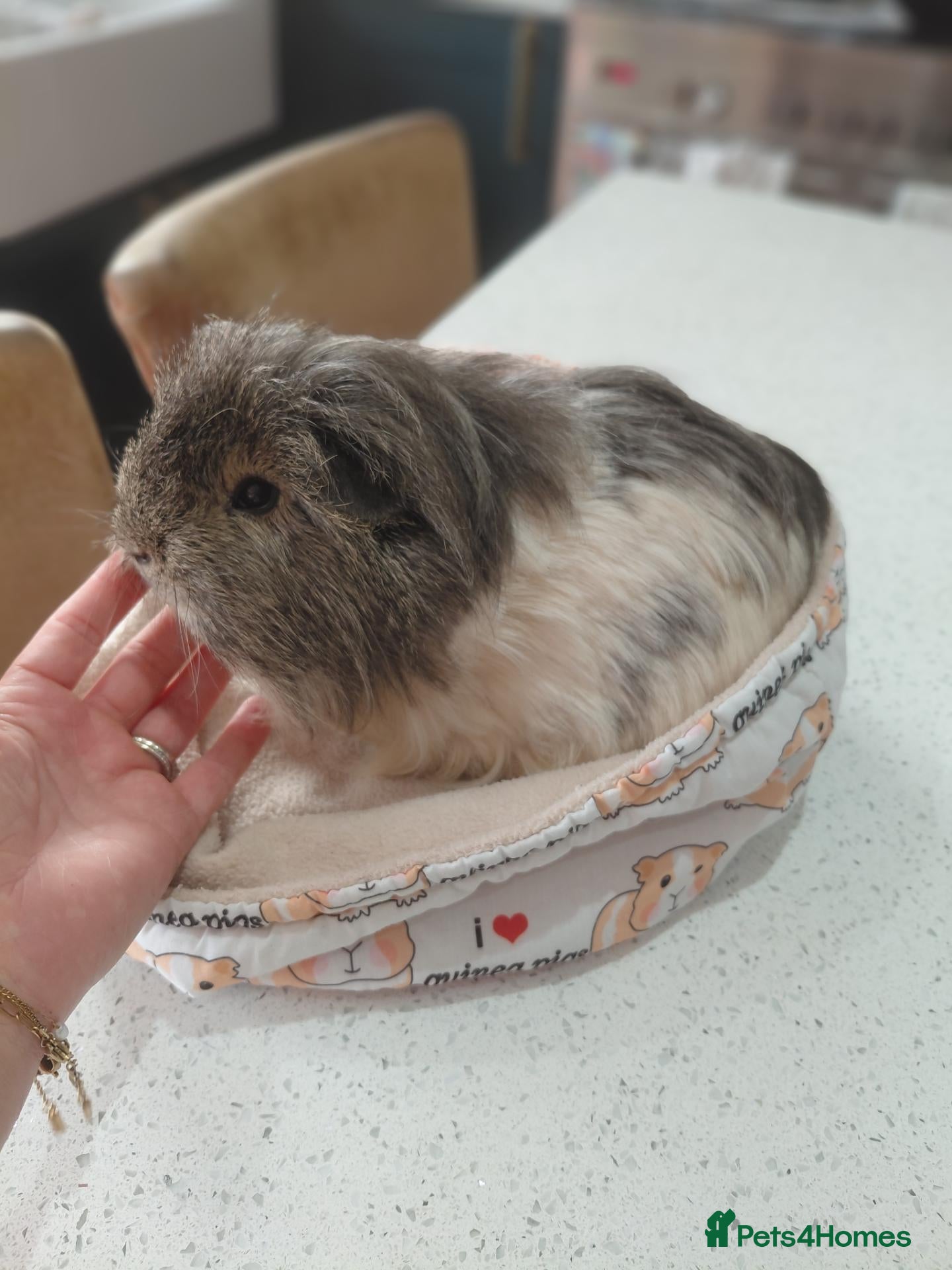 Guinea Pig rodents Sheltie and Texal boys - Advert 1