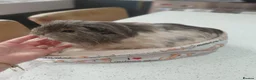 Guinea Pig rodents for sale: Sheltie and Texal boys - Advert 1