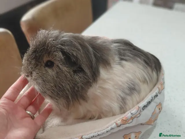 Guinea Pig rodents Sheltie and Texal boys - Advert 1