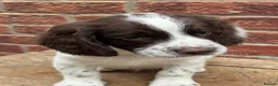 English Springer Spaniel dogs for sale: KC registered springer spaniels ready now. - Advert 4