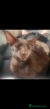 Oriental cats - Advert 1