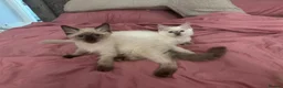 Ragdoll cats for sale: GCCF REG RAGDOLL KITTENS LILAC CHOC SEAL  - Advert 15
