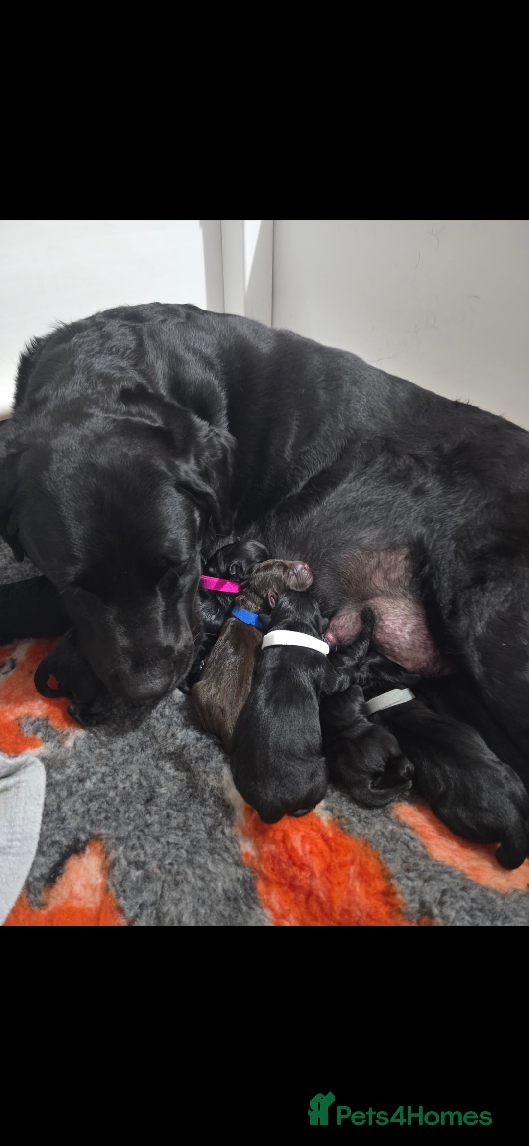 Labrador Retriever dogs for sale: 💫Stunning chocolate and black labrador pups 💫 - Image 16