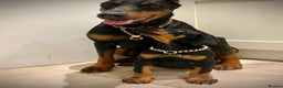 Dobermann dogs for sale: Doberman puppies  - Advert 3