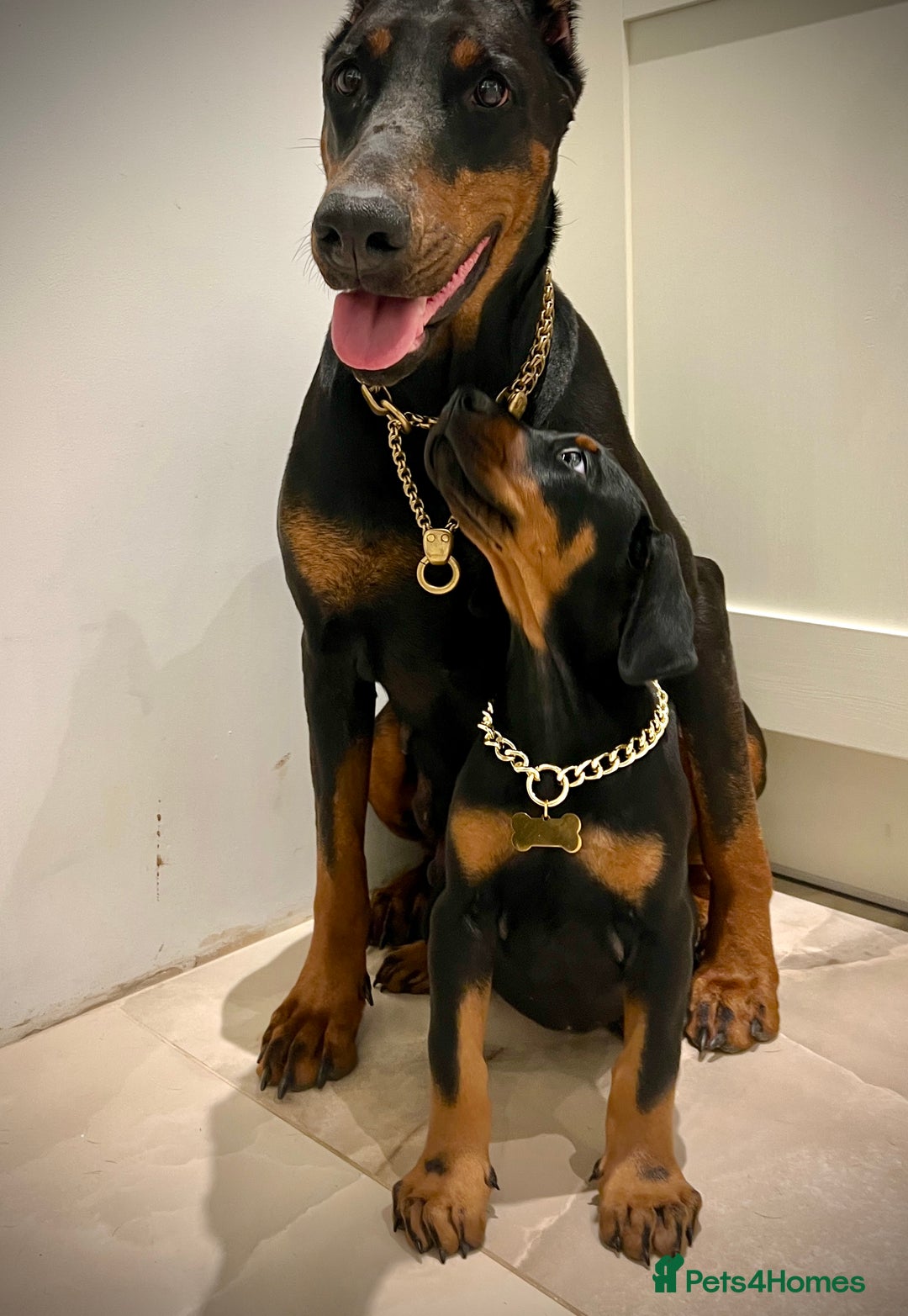Dobermann dogs for sale: Doberman puppies  - Advert 3