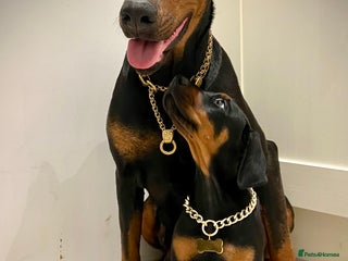 Dobermann dogs Doberman puppies - Advert 6