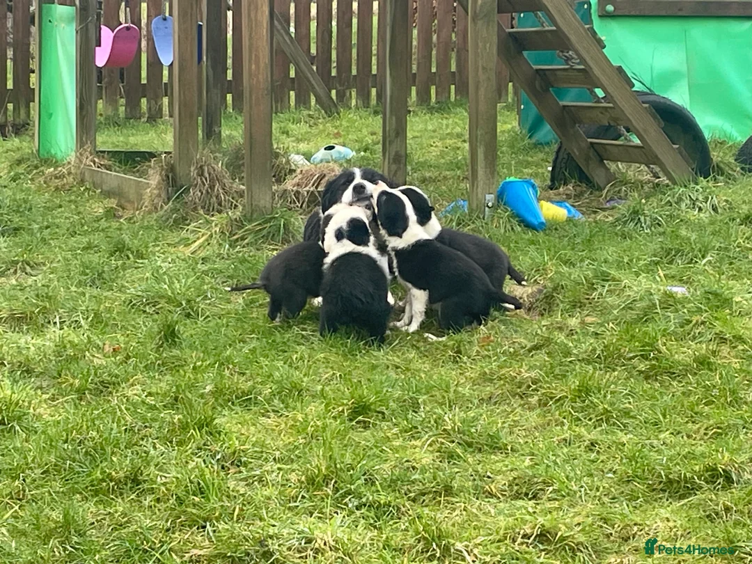 Border Collie dogs for sale: Beautiful litter of collie pups - Advert 2