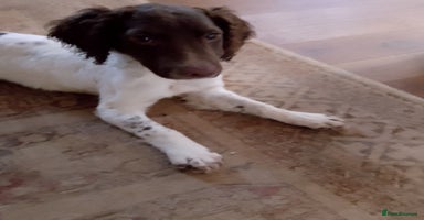 English Springer Spaniel dogs - Advert 7
