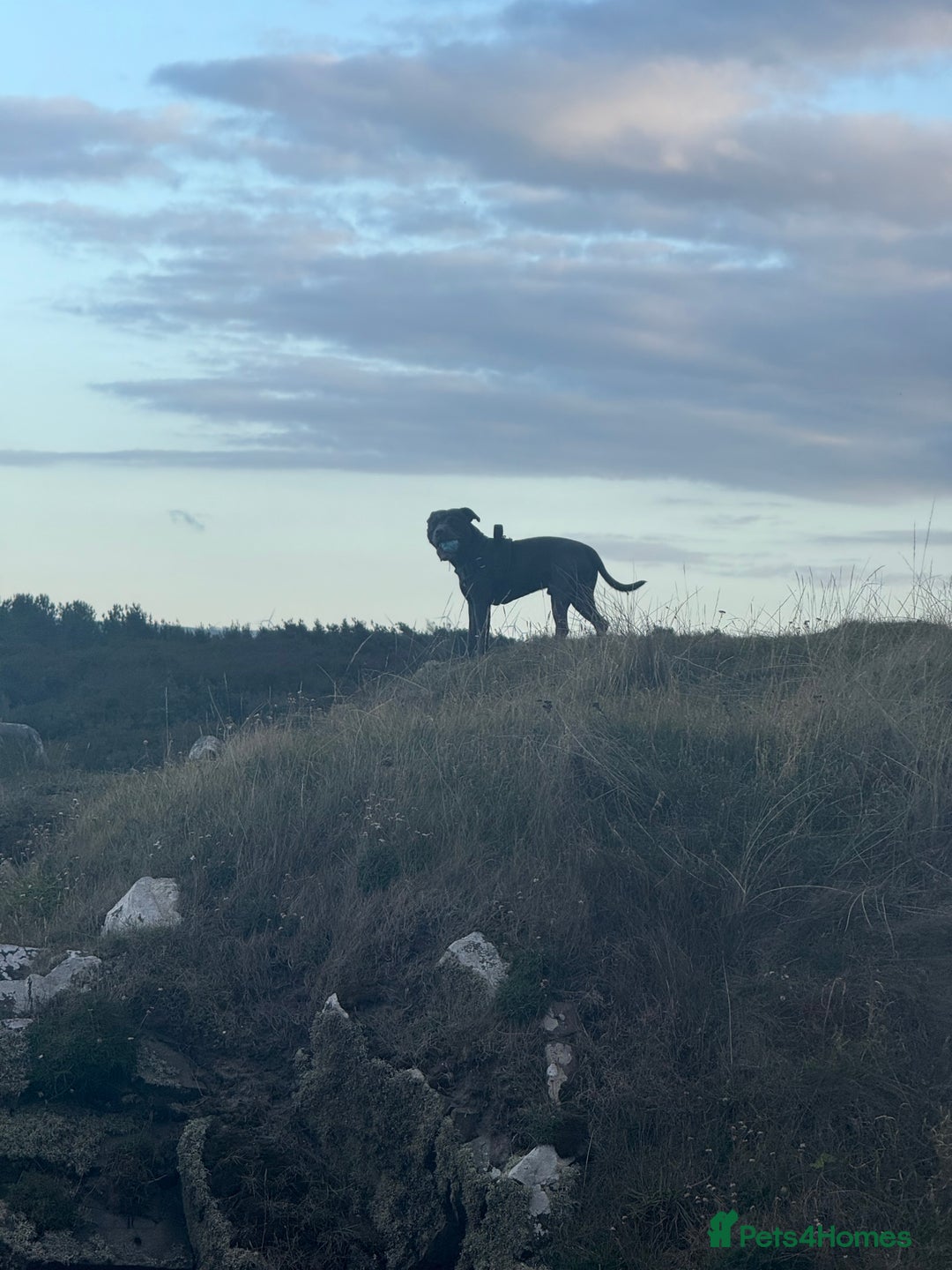 Staffordshire Bull Terrier dogs for stud: 🐾KC Registered Blue Staffordshire Bull Terrier🐾 - Advert 6