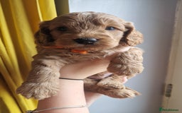 Cockapoo dogs for sale: Beautiful F1 Cockapoo Puppies– Ready @ 29th August - Image 2
