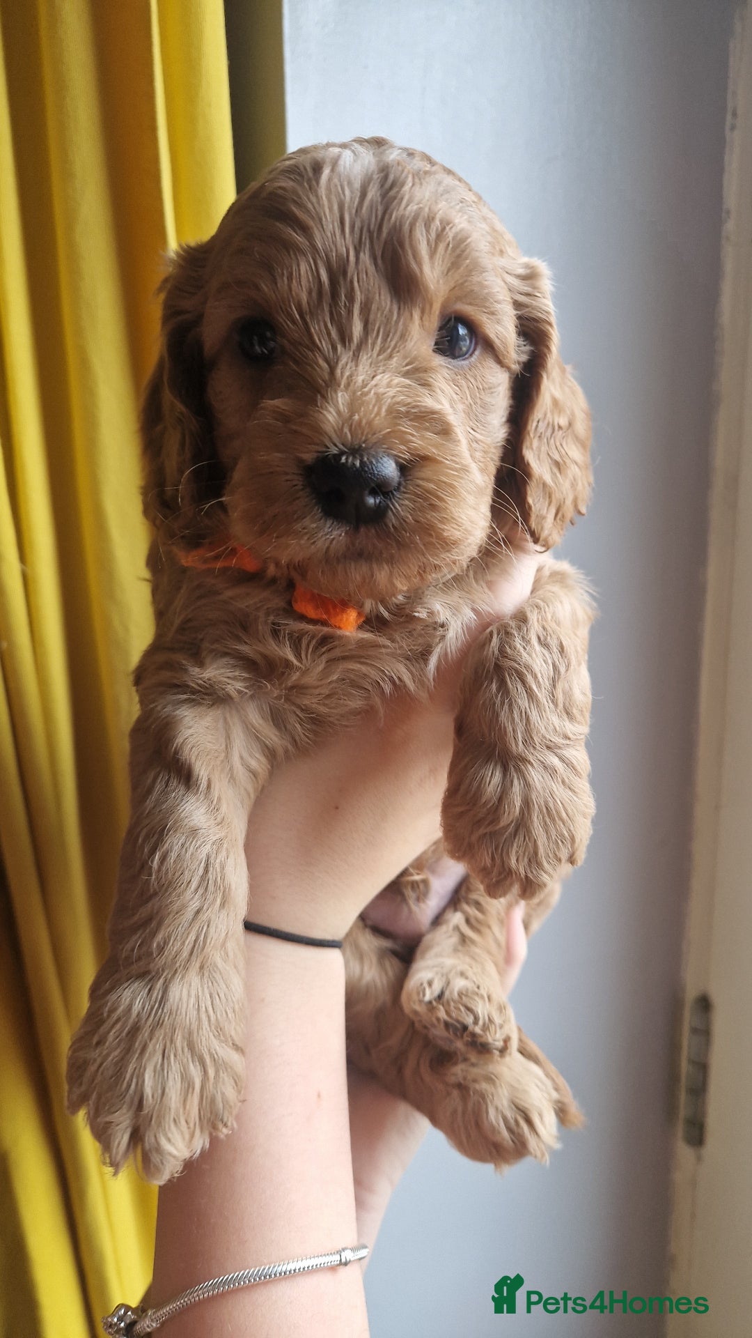 Cockapoo dogs for sale: Beautiful F1 Cockapoo Puppies– Ready @ 29th August - Image 2