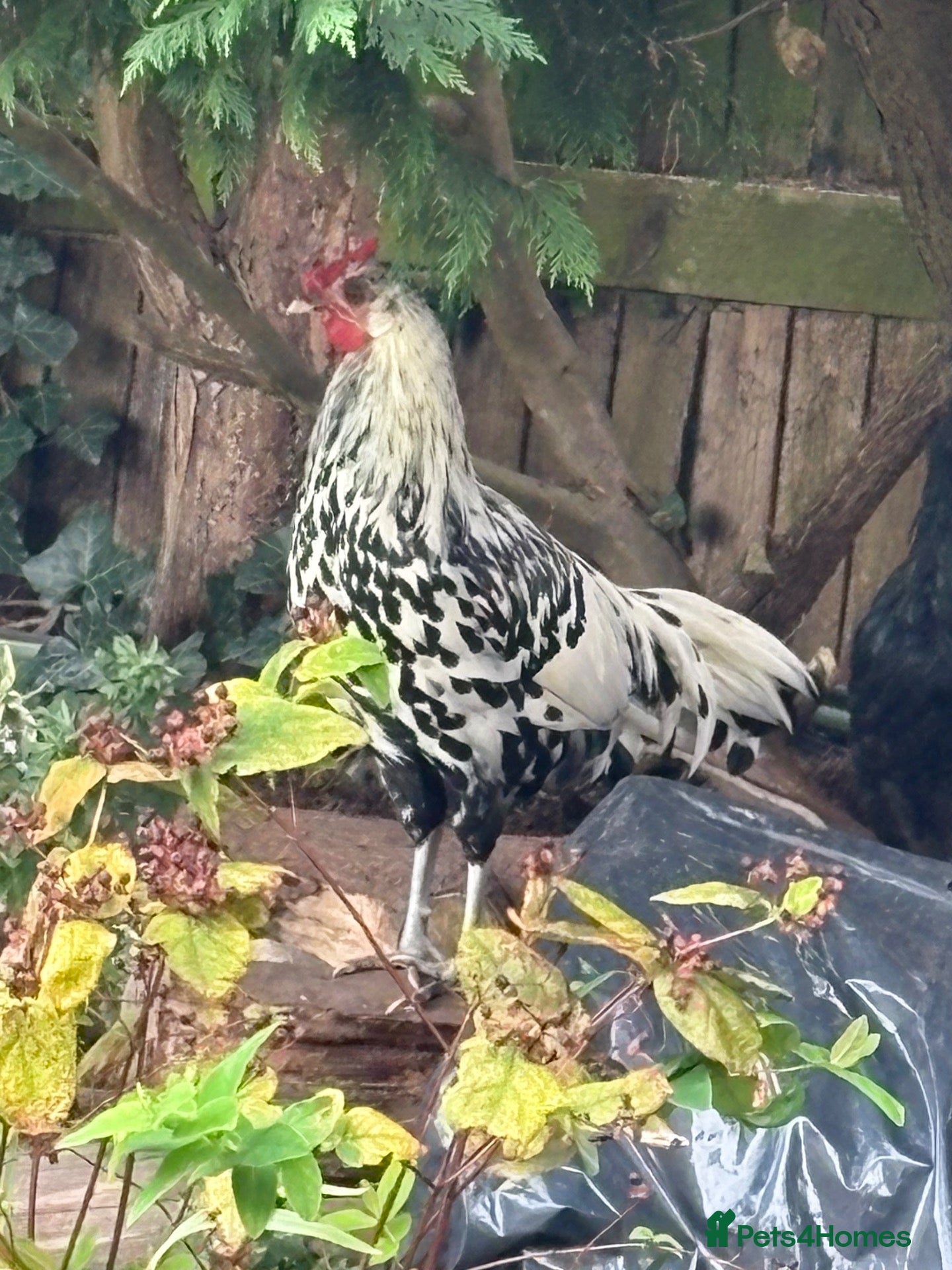 Mixed Breed poultry Gorgeous mixed breed Easter egger cockerel  - Advert 1