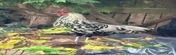 Mixed Breed poultry for sale: Gorgeous mixed breed Easter egger cockerel  in Liverpool - Advert 1