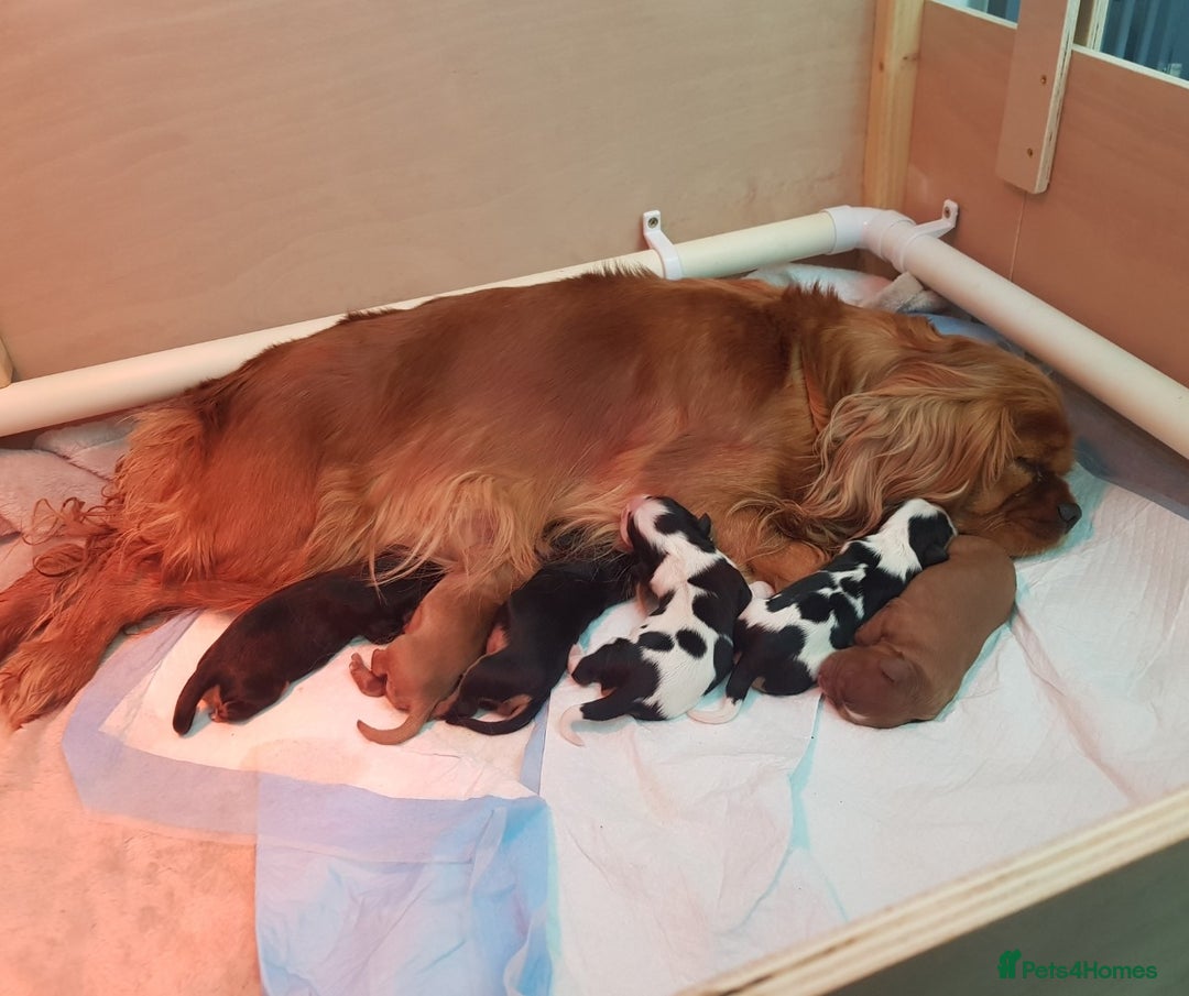 Cavalier King Charles Spaniel dogs for sale: 2 Cavalier king Charles puppies left - Image 2