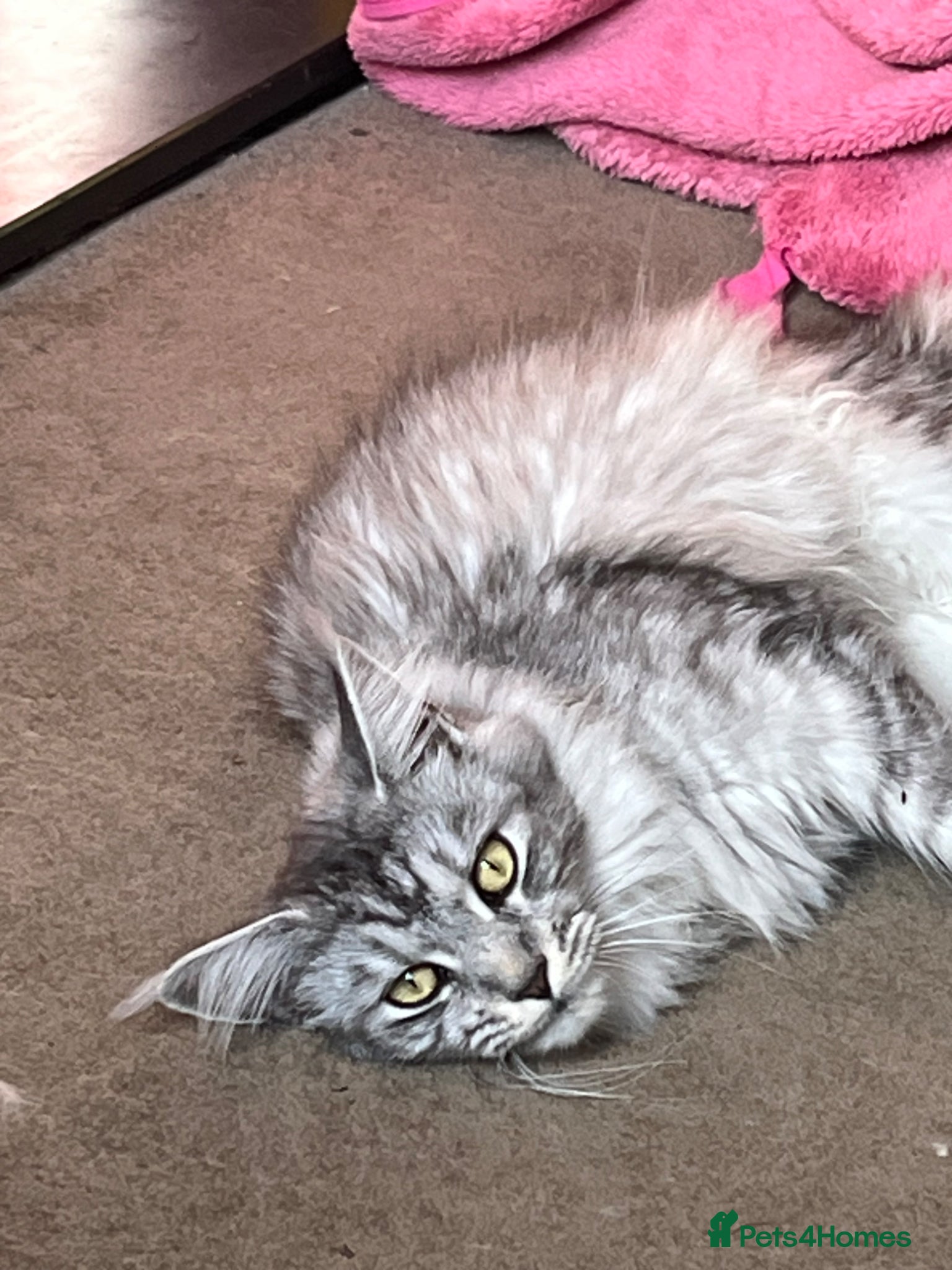 Maine Coon cats Perfectly bred TICA registered Maine Coon kittens - Advert 6