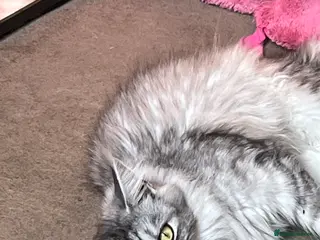 Maine Coon cats Perfectly bred TICA registered Maine Coon kittens - Advert 6