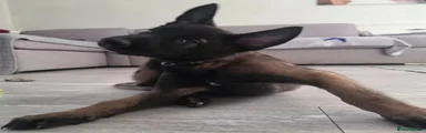 Belgian Shepherd Dog 4