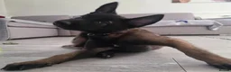 Belgian Shepherd Dog dogs for sale: Belgian malinois puppies - Advert 15