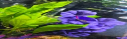 Platies fish for sale: Lots of platties and guppy fry in Wolverhampton - Advert 4