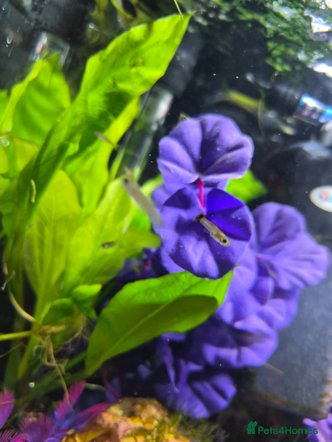 Platies fish for sale: Lots of platties and guppy fry in Wolverhampton - Advert 4