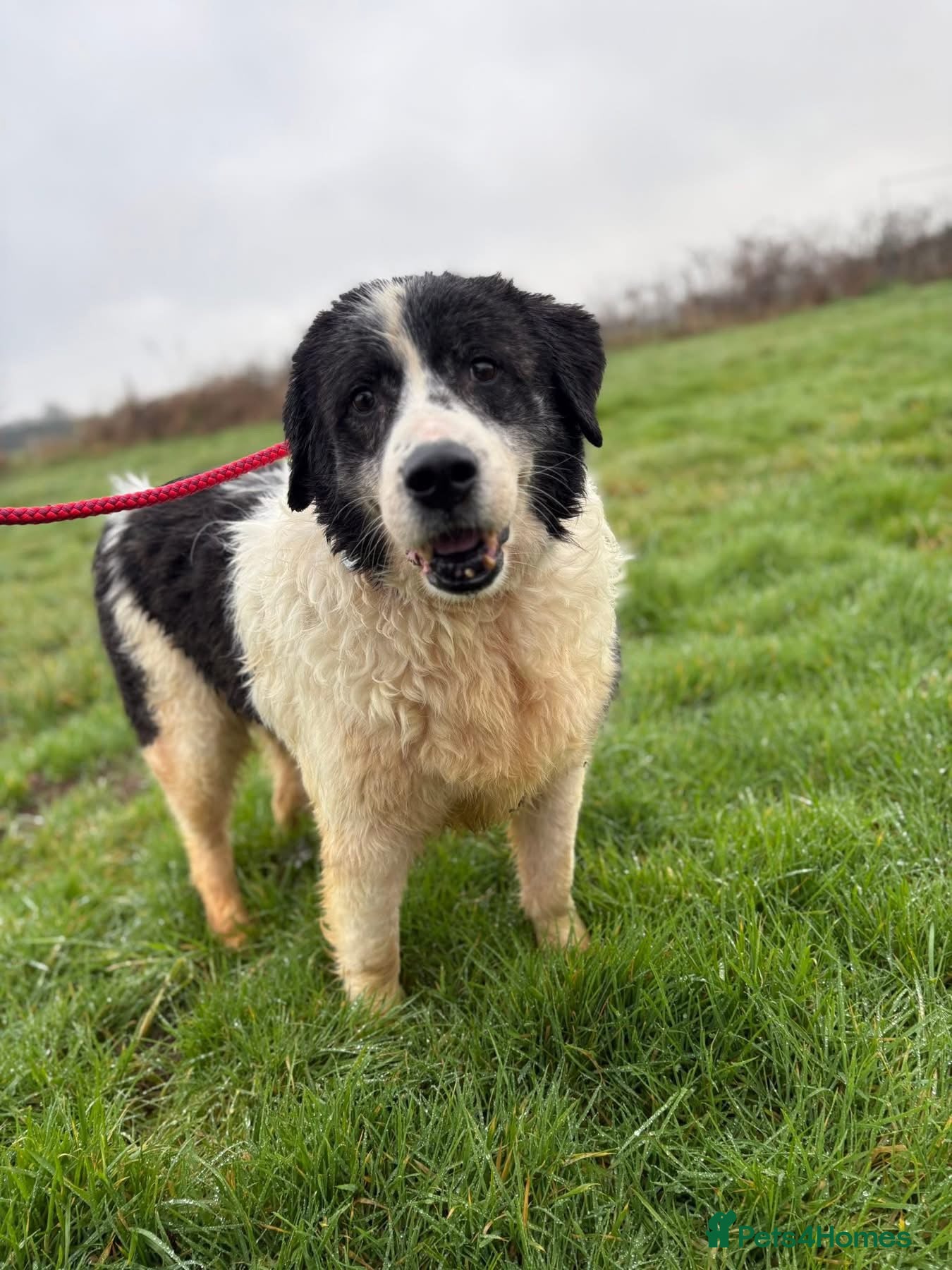 Mixed Breed dogs Spiky - Norwich Norfolk  - Advert 1