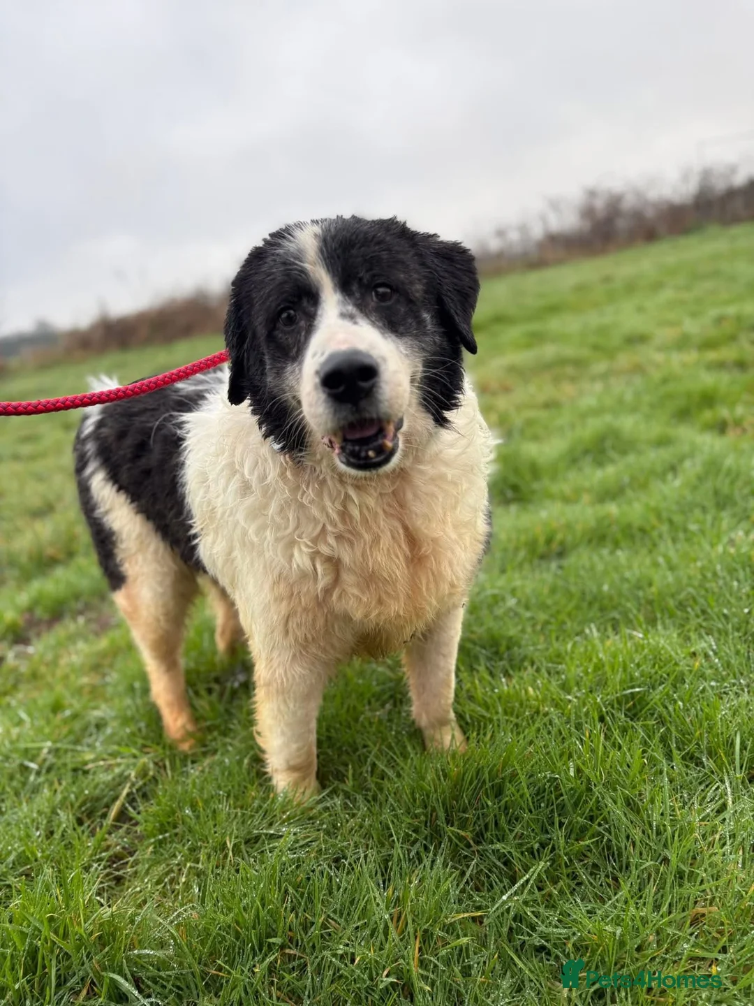 Mixed Breed dogs for adoption: Spiky - Norwich Norfolk  - Advert 1