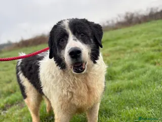 Mixed Breed dogs Spiky - Norwich Norfolk - Advert 1